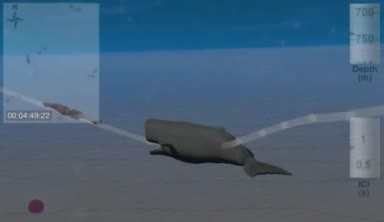 Sperm whale tracking demo
