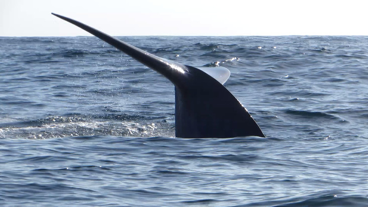 Baleine bleue, Chañaral de Aceituno, Chili